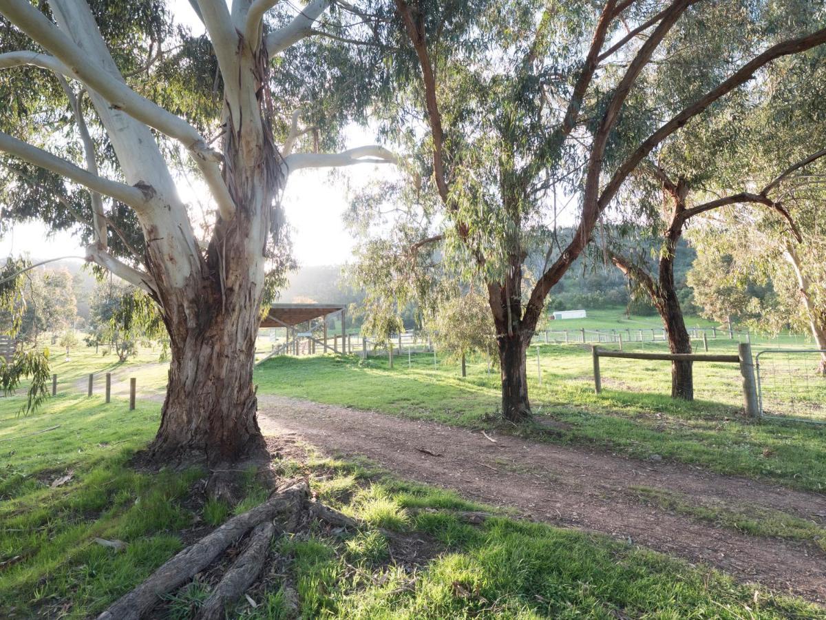 Halls On Falls Homestead Strath Creek Экстерьер фото